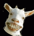/album/fenykepgaleria/kecske-mosoly-gif1/