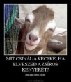 /album/fenykepgaleria/katke6-jpg/